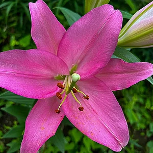 lily-03.jpg