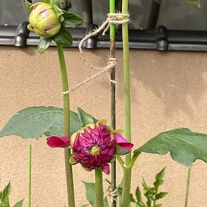 dahlia.JPG