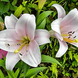 lilies.jpg