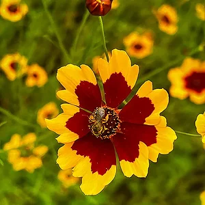 yellow-cosmos.jpg