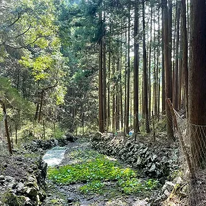 wasabi-riverbed.jpg