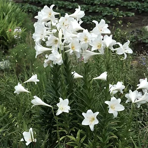 lillies.JPG