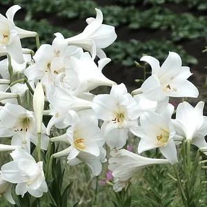 lillies closer.JPG