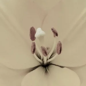 pale.JPG