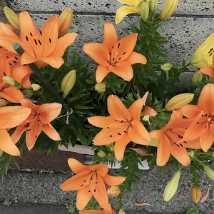 orange 1.JPG
