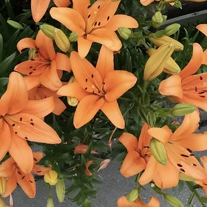 orange 2.JPG