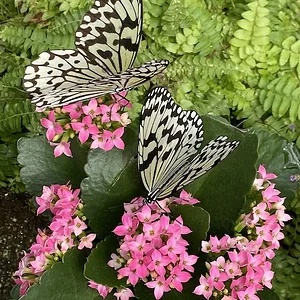butterfly2.JPG