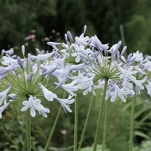 flowers1.JPG