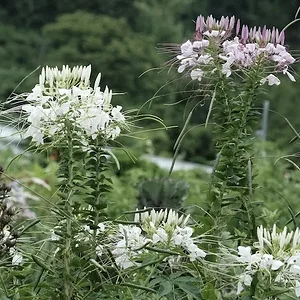 flowers2.JPG