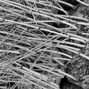 bamboo.JPG