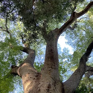 tree 1x.JPG