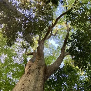 tree wide.JPG