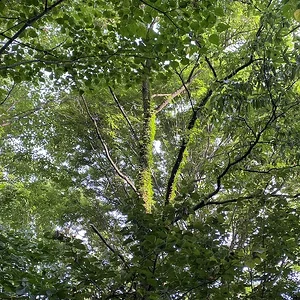 green.JPG