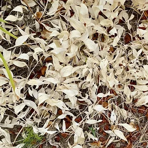 dried.JPG