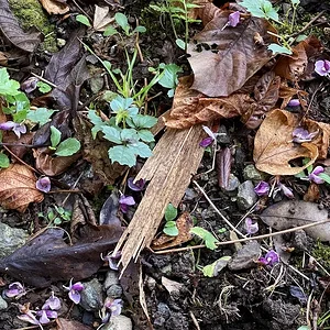 litter1.JPG