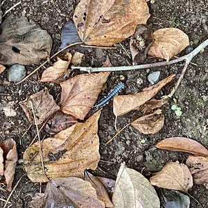 litter2.JPG
