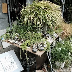 shoe garden.JPG