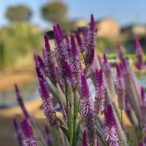 purple.JPG