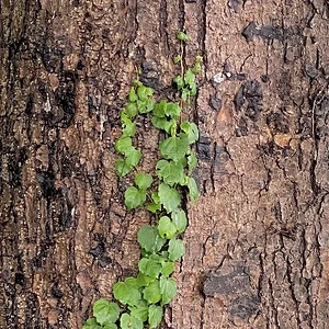vine.JPG