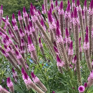 purples.JPG