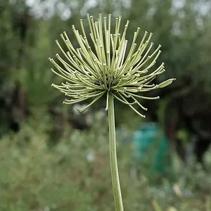 petal-less.JPG