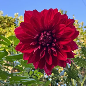 red.JPG