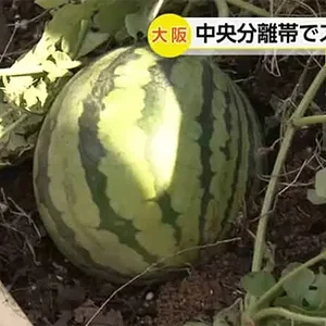 osaka-watermelon.jpg