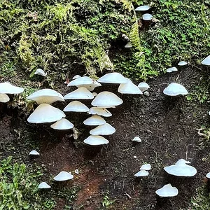 shrooms.JPG