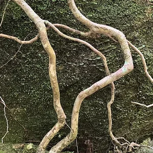 abstract.JPG