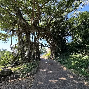 banyan.JPG