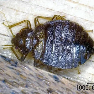 bedbug.jpg