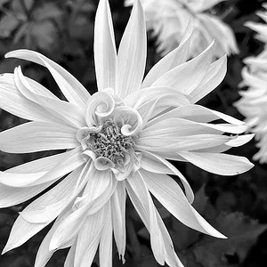B&W-1.JPG