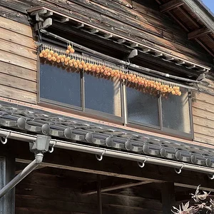 persimmon.JPG