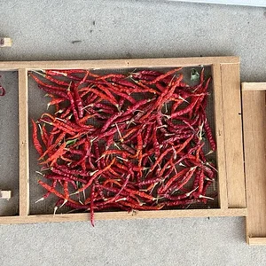 red 1.JPG