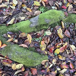 roots leaves.JPG