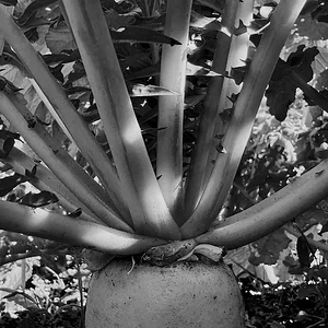 B&W a.JPG
