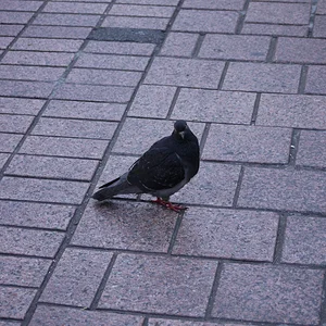 P1170141.JPG