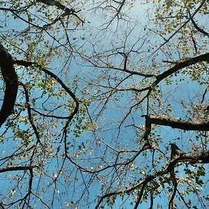 sky cherry.JPG