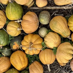 gourds.JPG