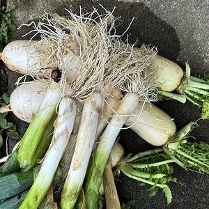 negi daikon.JPG