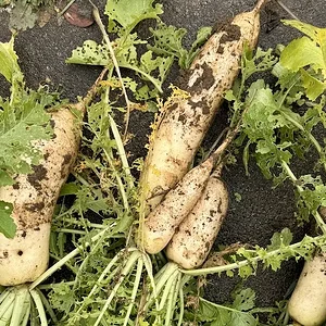 daikon.JPG