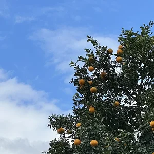 yuzu?.JPG
