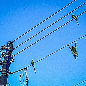 parakeets.jpg