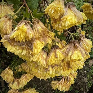 yellows.JPG
