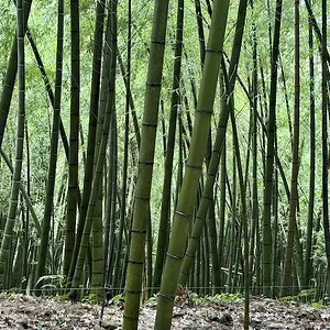 curtain 1.JPG