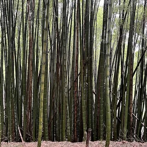 curtain 2.JPG