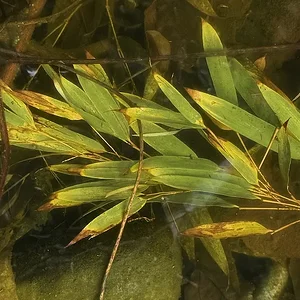 water.JPG
