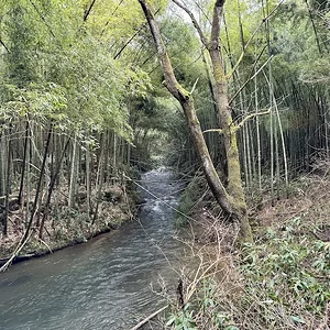 stream.JPG