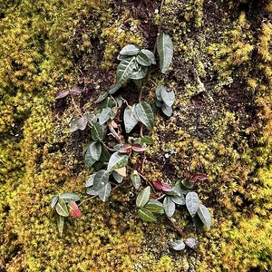 tree.JPG