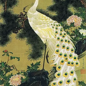 Old pine and peacock